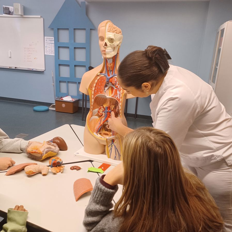 Kuben elev viser skullerud elev hvor organer skal plasseres