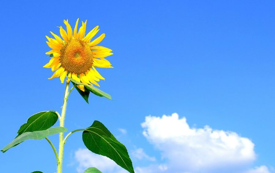 Solsikke og blå himmel